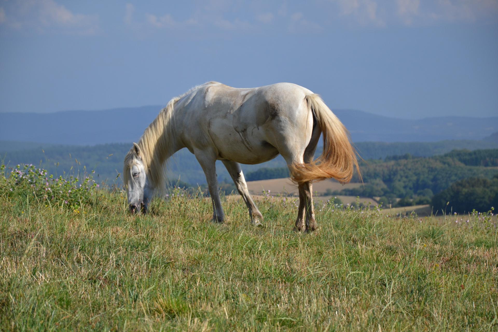 chevaux à la petite Chaux