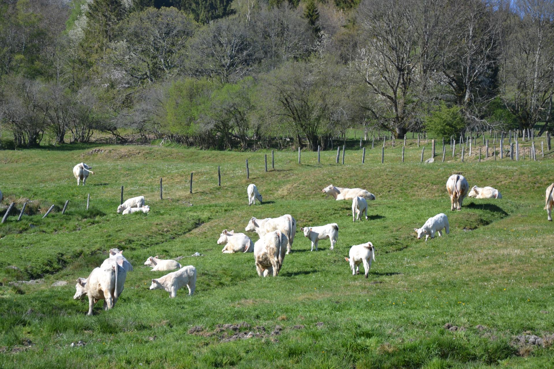 prairies habitées