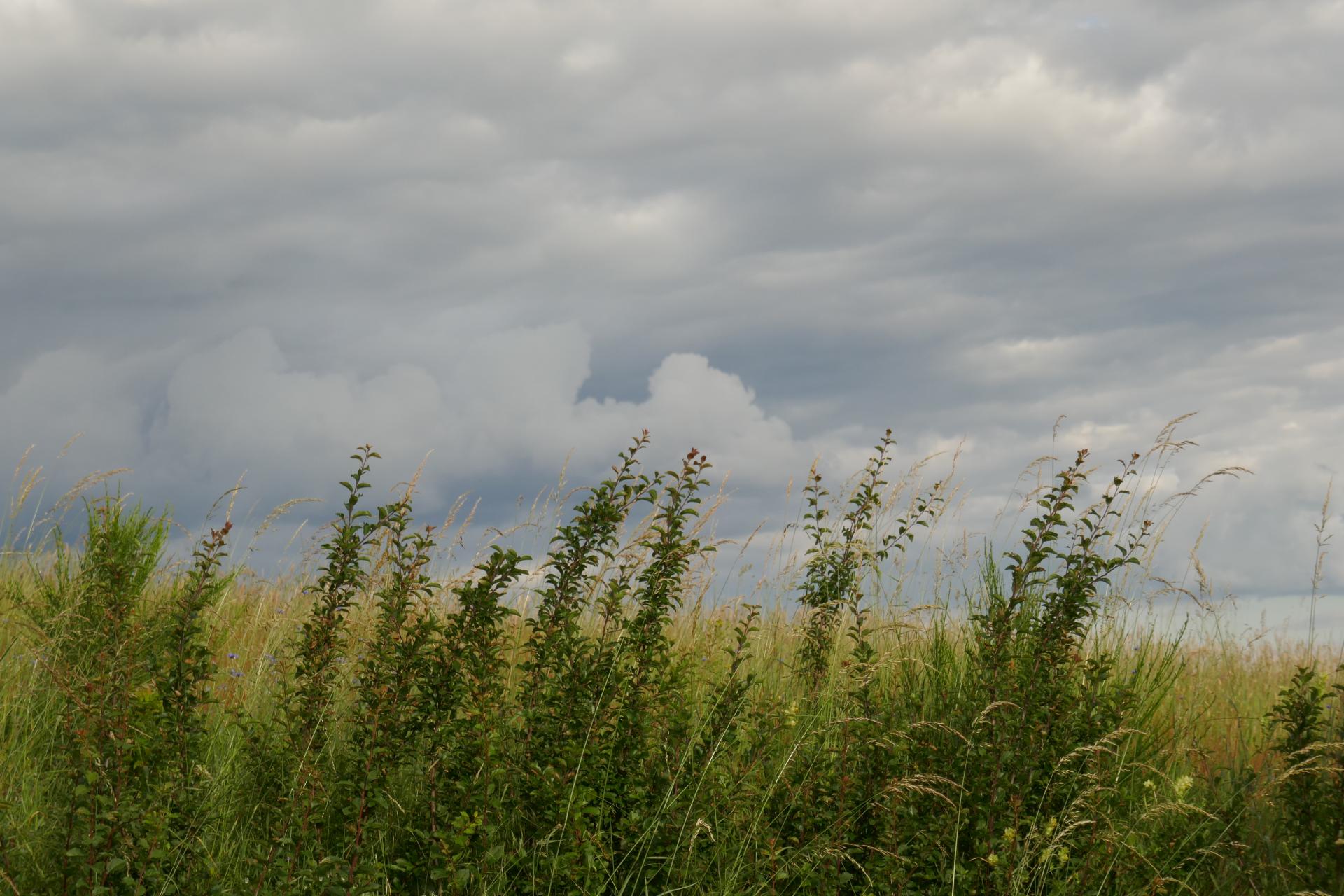 herbe et ciel 